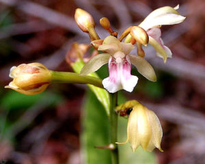 Monk orchid