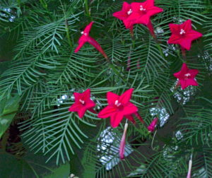 Cypress vine